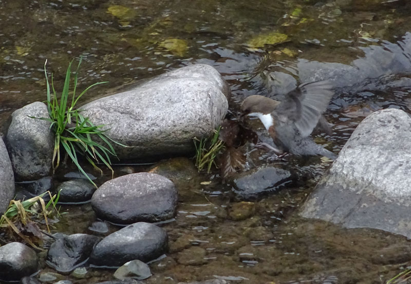 Cinclus cinclus  (Merlo acquaiolo)